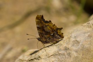 Yrtk Prtk (Polygonia c-album)
