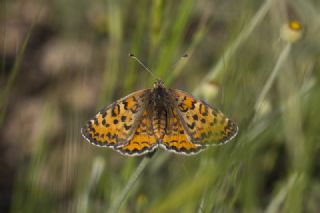 Gzel parhan (Melitaea trivia)