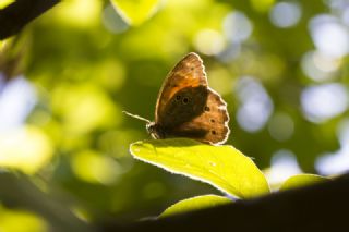 Aa Esmeri (Kirinia roxelana)