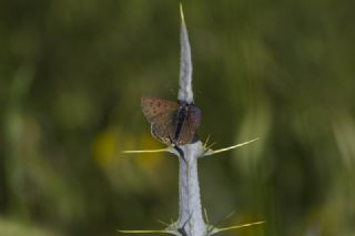 sli Bakr Gzeli (Lycaena tityrus)