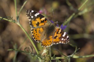 Diken Kelebei (Vanessa cardui)