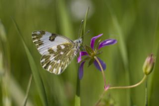 Yeni Beneklimelek (Pontia edusa)