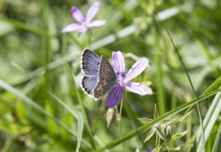 okgzl Balkan Mavisi (Aricia anteros )