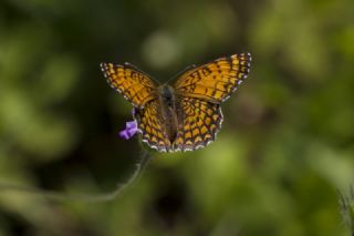 Cezayirli parhan (Melitaea ornata)