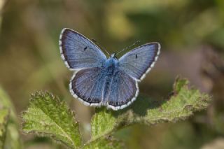 okgzl Balkan Mavisi (Aricia anteros )