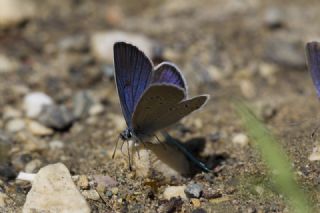 okgzl Gzel Mavi (Polyommatus bellis)