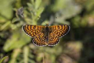 parhan (Melitaea cinxia)