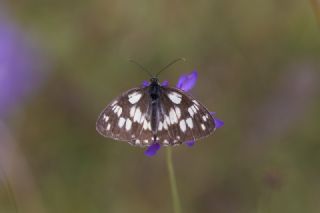 Orman Melikesi (Melanargia galathea)