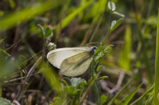 Narin Orman Beyaz (Leptidea sinapis)