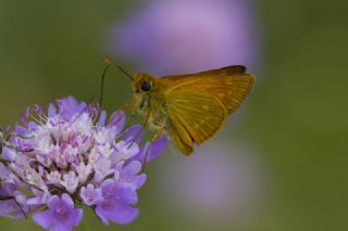 Orman Zpzp (Ochlodes sylvanus)