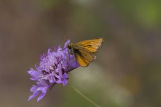 Sar Antenli Zpzp (Thymelicus sylvestris)