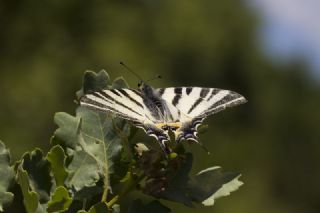 Erik Krlangkuyruk (Iphiclides podalirius)