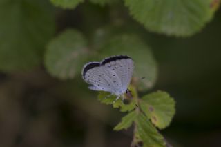 Kutsal Mavi (Celastrina argiolus)