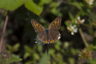 Byk Mor Bakr Gzeli (Lycaena alciphron)