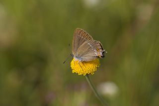 Minik Sevbeni (Satyrium acaciae)