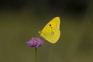 Sar Azamet (Colias croceus)