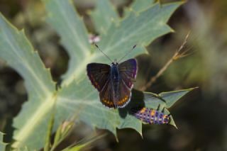 okgzl Esmer (Aricia agestis)