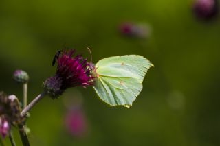 Orakkanat (Gonepteryx rhamni)