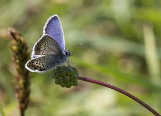 Gm Lekeli Esmergz (Plebejus argus)