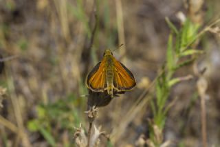 Sar Antenli Zpzp (Thymelicus sylvestris)