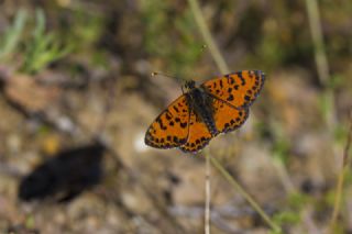 Benekli parhan (Melitaea didyma)