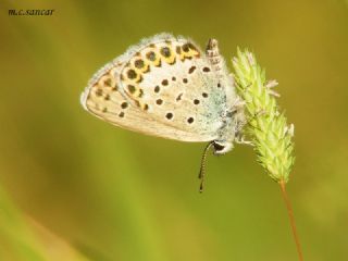 das Mavisi, Esmergz (Plebejus idas)