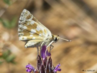 Acem Zpzp (Spialia phlomidis)