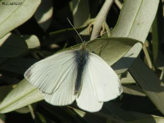 Kk Beyazmelek (Pieris rapae)