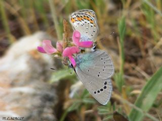 Karagz Mavisi (Glaucopsyche alexis)