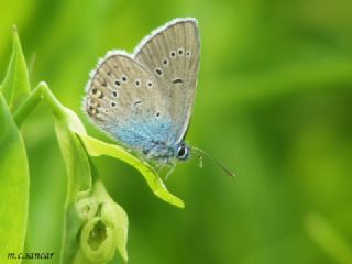 okgzl Gzel Mavi (Polyommatus bellis)