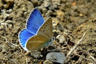 Tr almalar ([unknown genus] n/a)