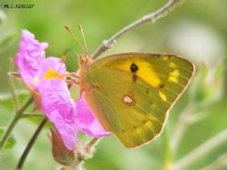 Sar Azamet (Colias croceus)