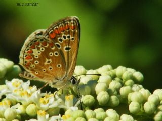 okgzl Esmer (Aricia agestis)