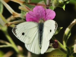 Yalanc Beyazmelek (Pieris pseudorapae)