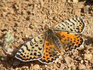 Benekli parhan (Melitaea didyma)