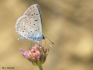 okgzl Kk Turan Mavisi (Polyommatus cornelius)