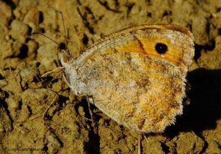 Tr almalar ([unknown genus] n/a)