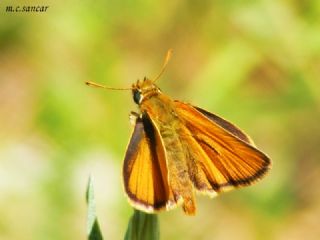 Sar Antenli Zpzp (Thymelicus sylvestris)