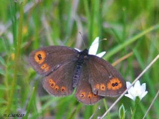 Orman Gzelesmeri (Erebia medusa )