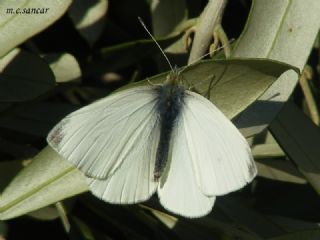Kk Beyazmelek (Pieris rapae)