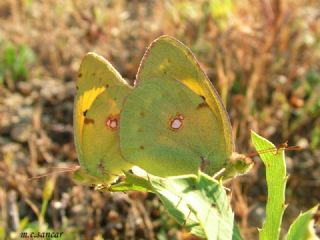 Sar� Azamet&nbsp;(Colias&nbsp;croceus)