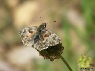 ark Zpzp (Carcharodus orientalis)