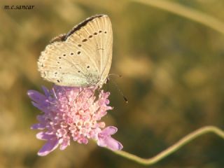 Anadolu Devmavisi (Glaucopsyche lessei)