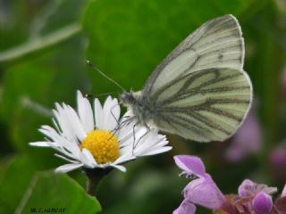 Yalanc Beyazmelek (Pieris pseudorapae)