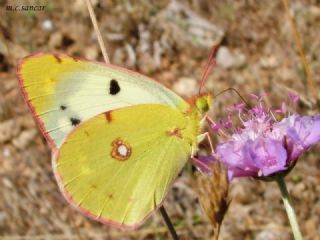 Sar Azamet (Colias croceus)