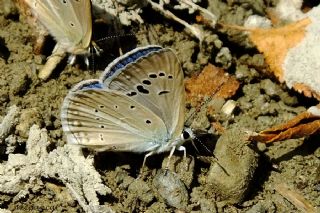 Tr almalar ([unknown genus] n/a)