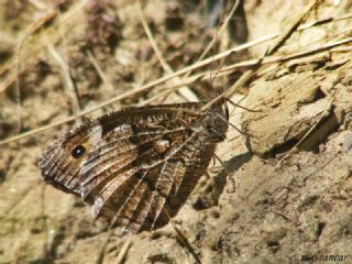 Tr almalar ([unknown genus] n/a)
