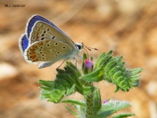 okgzl Mavi (Polyommatus icarus)
