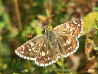 Gzel Zpzp (Pyrgus cinarae)