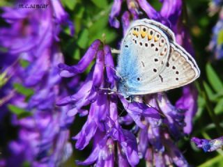 okgzl Amanda (Polyommatus amandus)